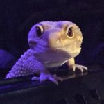 Show Me Reptile & Exotics Show (St.Louis)