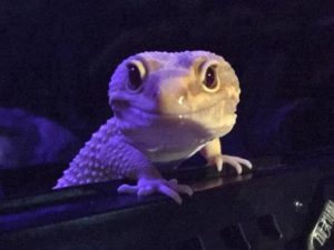 Show Me Reptile & Exotics Show (St.Louis) – WDBX