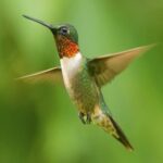 Hummingbird Day at War Bluff Valley Wildlife Sanctuary