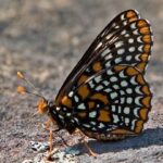 The Shawnee National Forest: A Different Perspective