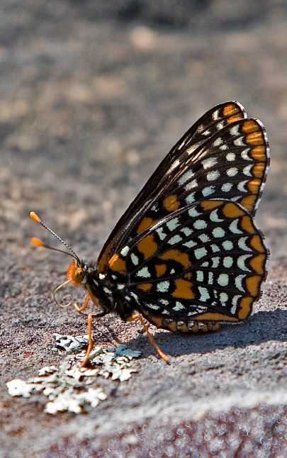 The Shawnee National Forest: A Different Perspective