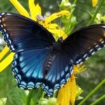 26th Annual Insect Awareness & Apreciation Day