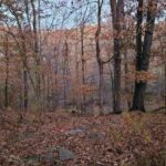 Open House at War Bluff Valley Wildlife Sanctuary