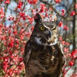 OWLS! Thurs March 27, 7PM Carbondale Civic Center